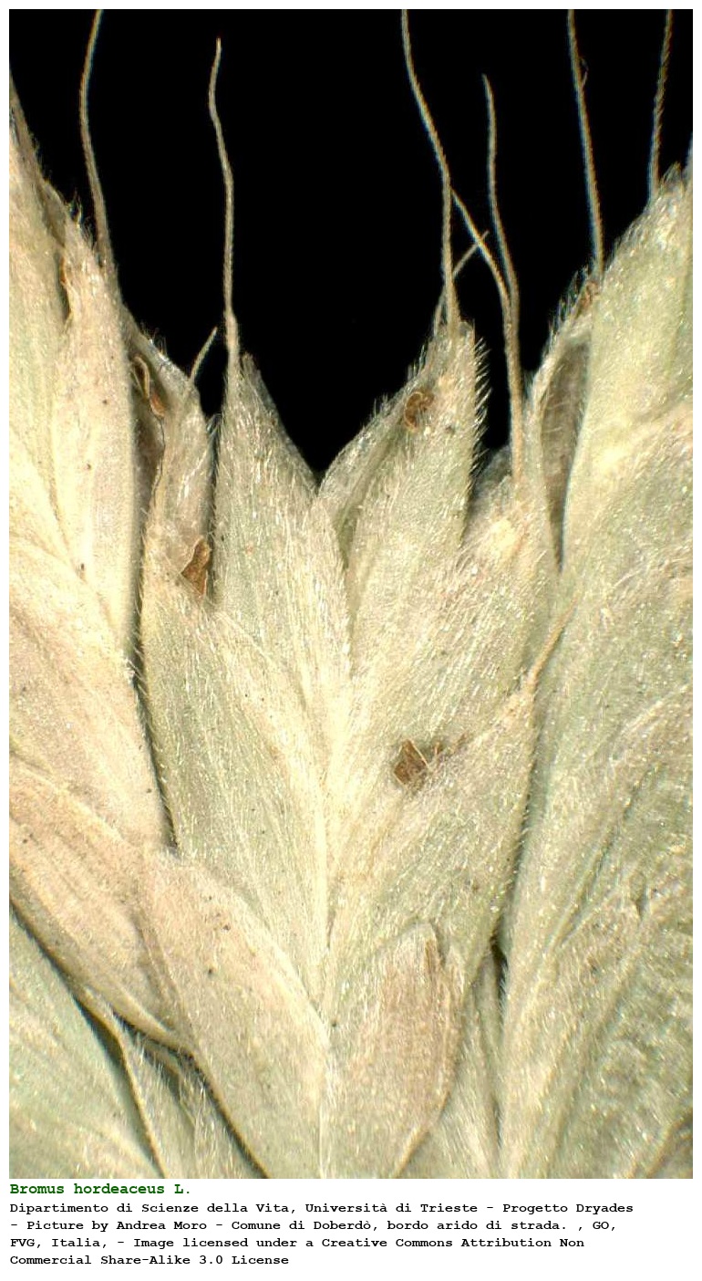 Bromus hordeaceus L.